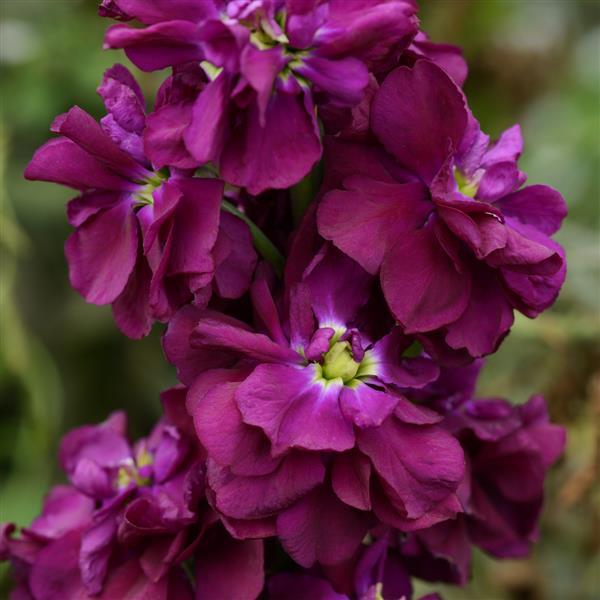 Purple Matthiola Flower seeds for Planting - Shade Tolerant, Heirloom & GMO Free Seeds for Home Garden
 
 Sale seeds for planting in home garden