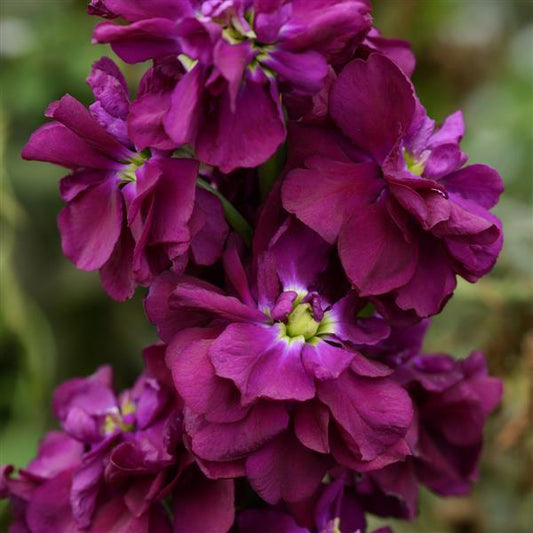 Purple Matthiola Flower seeds for Planting - Shade Tolerant, Heirloom & GMO Free Seeds for Home Garden
 
 Sale seeds for planting in home garden