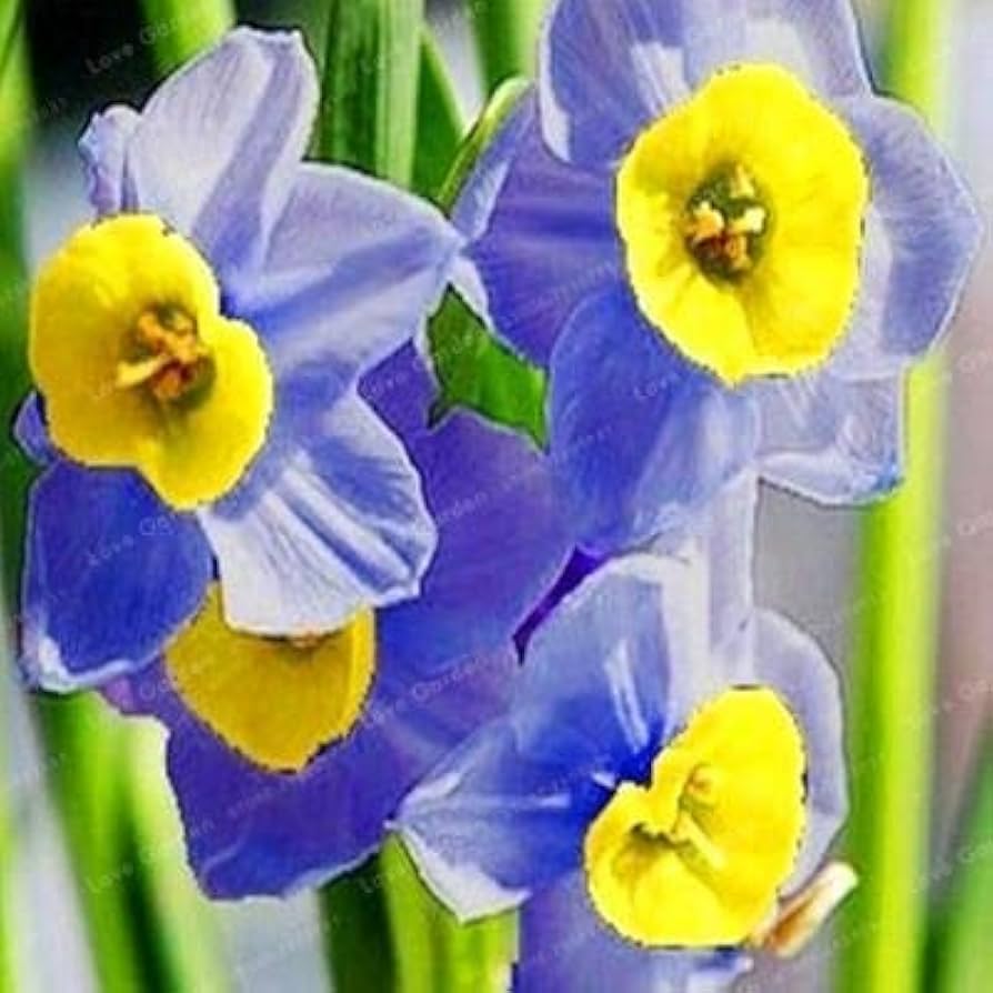 Blue Yellow Daffodils Flower seeds for Planting - Premium Quality, Heirloom & GMO Free Seeds for Home Garden
 
 Sale seeds for planting in home garden