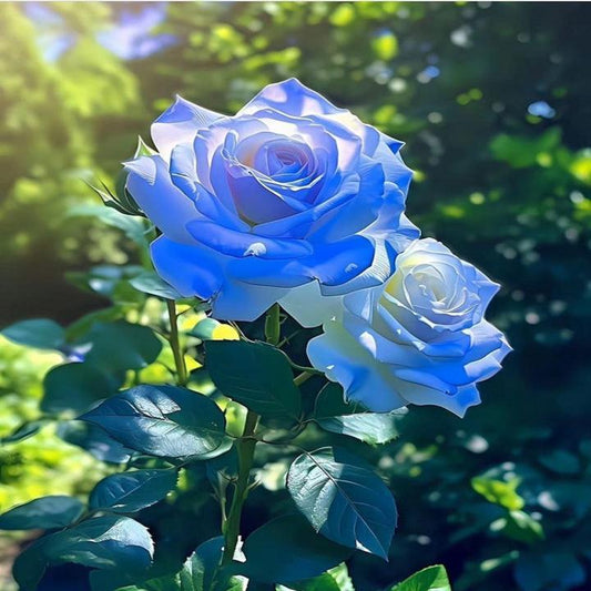 Blue Rose Flower seeds for Planting Wildflower Mix Heirloom & GMO Free Seeds for Home Garden
 
 Sale seeds for home garden planting