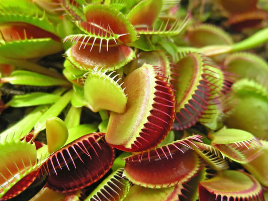 Carnivorous Flower seeds for Planting Compact Growth Heirloom & GMO Free Seeds for Home Garden 
 
 Sale seeds for home garden planting