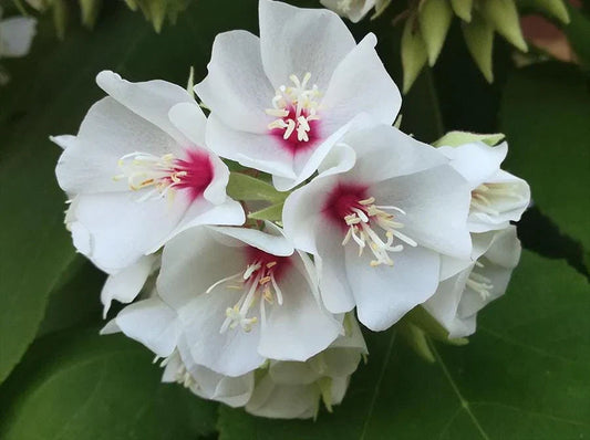 Dombeya Burgessiae Flower seeds for Planting - Low Maintenance, Heirloom & GMO Free Seeds for Home Garden
 
 Sale seeds for planting in home garden