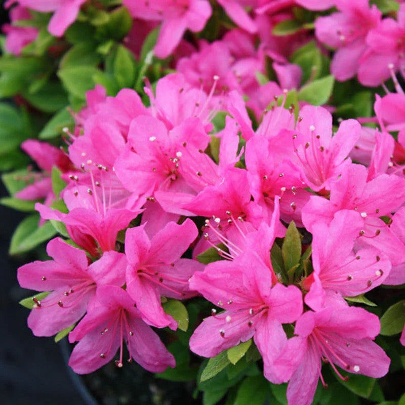 Azalea Flower seeds for Planting Garden Favorite Heirloom & GMO Free Seeds for Home Garden 
 
 Sale seeds for home garden planting