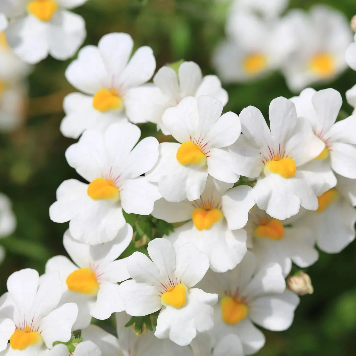 White Nemesia Strumosa Flower seeds for Planting - Compact Growth, Heirloom & GMO Free Seeds for Home Garden
 
 Sale for planting in home garden