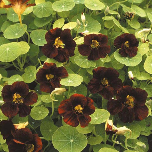 Black Velvet Nasturtium Flower seeds for Planting Premium Quality Heirloom & GMO Free Seeds for Home Garden 
 
 Sale seeds for home garden planting