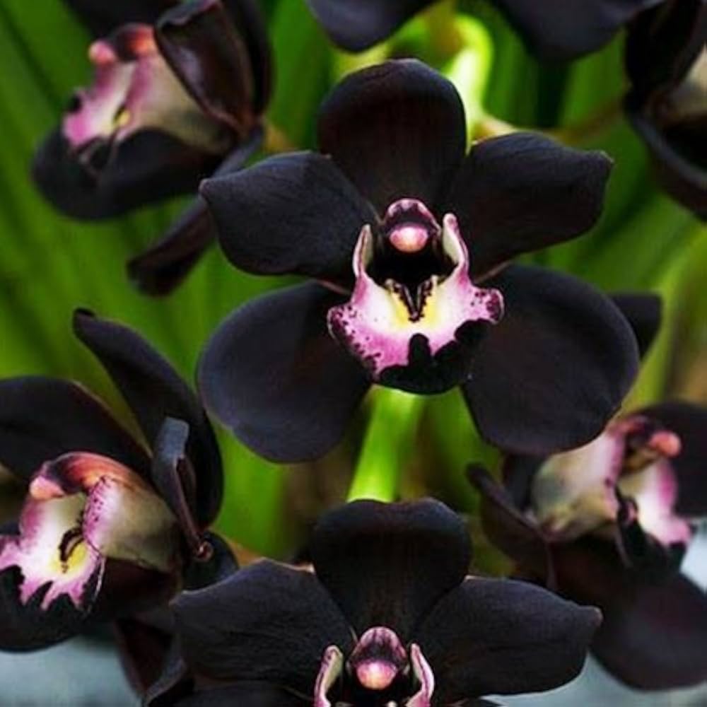 Black Cymbidium Faberi Flower seeds for Planting Garden Favorite Heirloom & GMO Free Seeds for Home Garden 
 
 Sale seeds for home garden planting