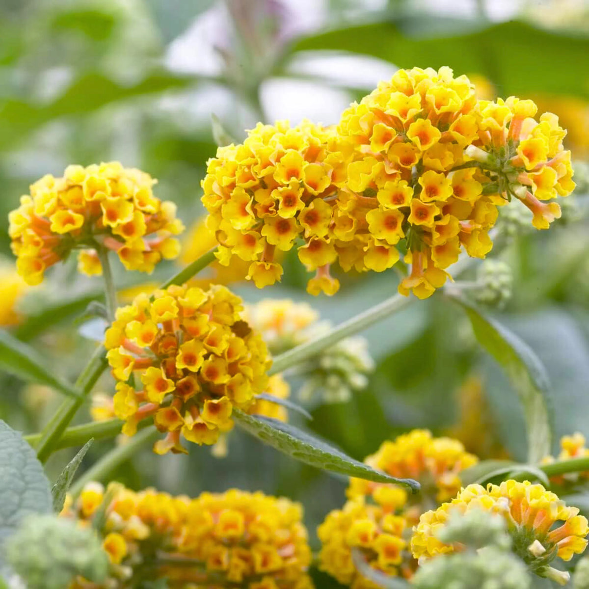 Buddleia Flower seeds for Planting Seasonal Bloomer Heirloom & GMO Free Seeds for Home Garden 
 
 Sale seeds for home garden planting