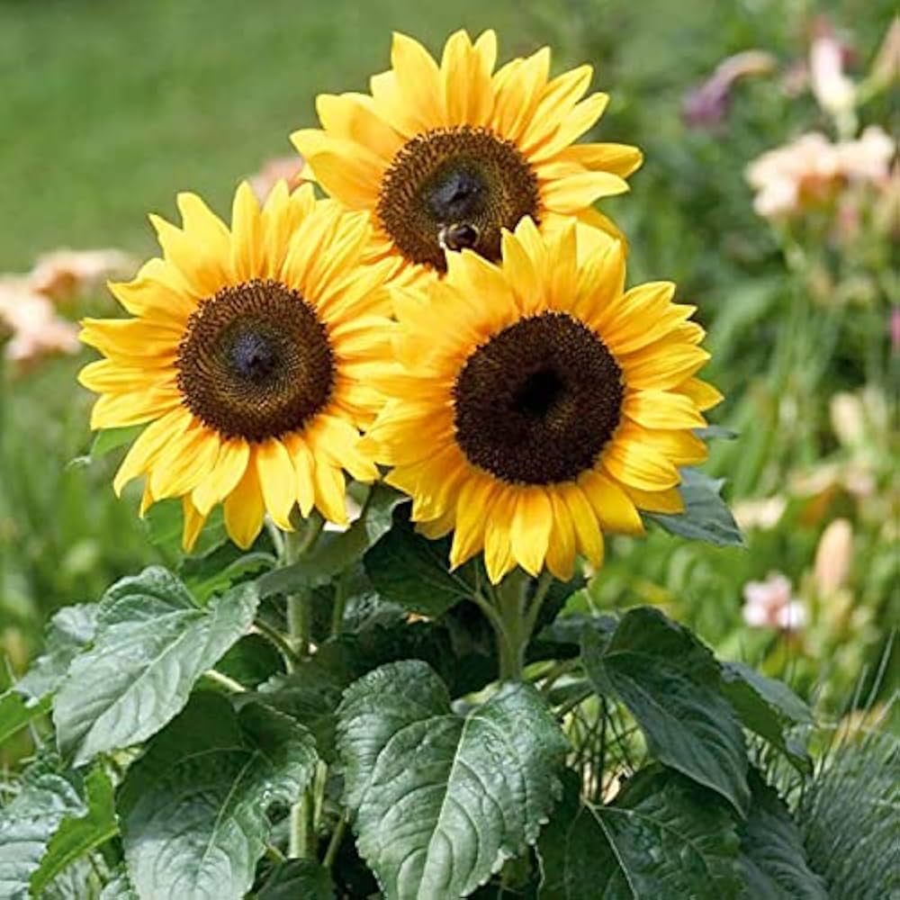Yellow Hybrid SunFlower seeds for Planting Drought Tolerant Heirloom & GMO Free Seeds for Home Garden 
 
 Sale seeds for home garden planting