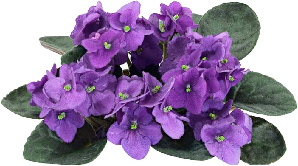 Purple White African Violet Flower seeds for Planting - Colorful Display, Heirloom & GMO Free Seeds for Home Garden
 
 Sale seeds for planting in home garden