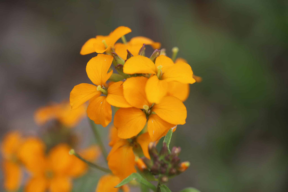 Orange Erysimum Aliionii Flower seeds for Planting - Premium Quality, Heirloom & GMO Free Seeds for Home Garden
 
 Sale seeds for planting in home garden