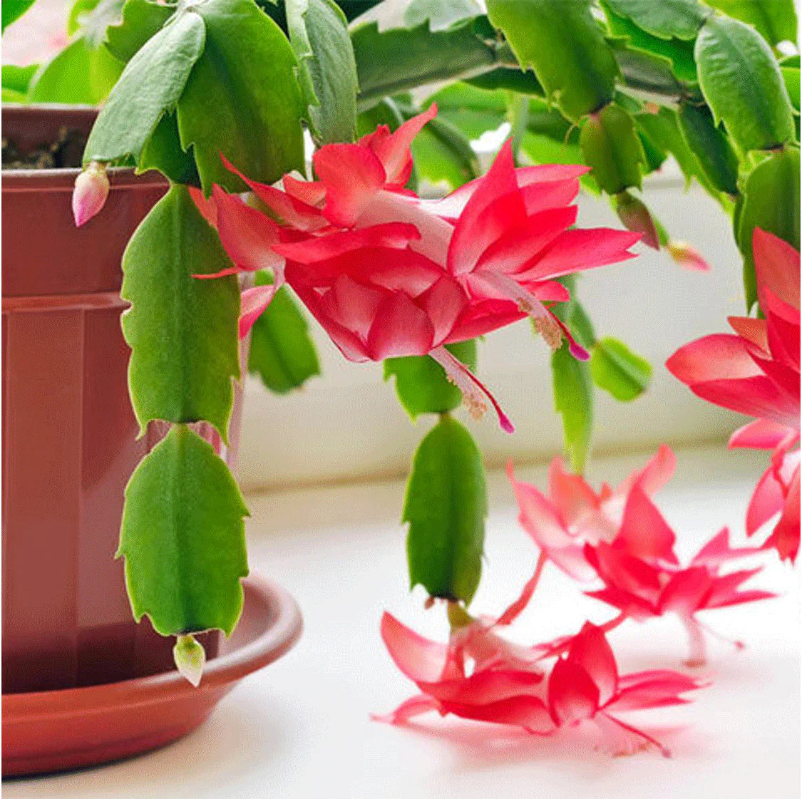 Zygocactus Flower seeds for Planting Compact Growth Heirloom & GMO Free Seeds for Home Garden
 
 Sale seeds for home garden planting