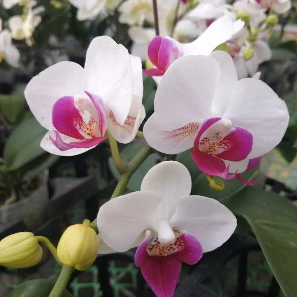 Phalaenopsis orchids flowers planting Flower seeds for Planting Long Bloom Season Heirloom & GMO Free Seeds for Home Garden 
 
 Sale for planting in home garden
