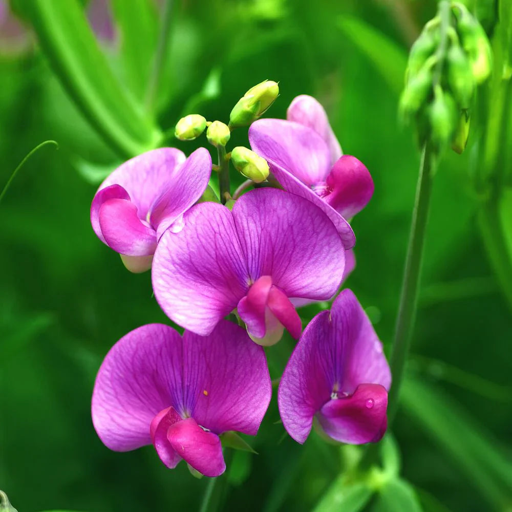 Sweet Peas Flower seeds for Planting - Long Bloom Season, Heirloom & GMO Free Seeds for Home Garden
 
 Sale seeds for planting in home garden