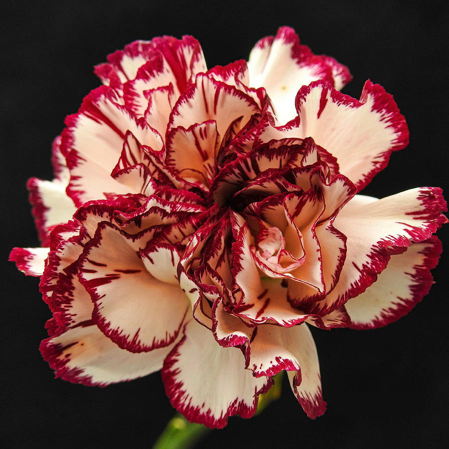 Red Cream Carnation Flower seeds for Planting Bright Blooms Heirloom & GMO Free Seeds for Home Garden
 
 Sale seeds for home garden planting