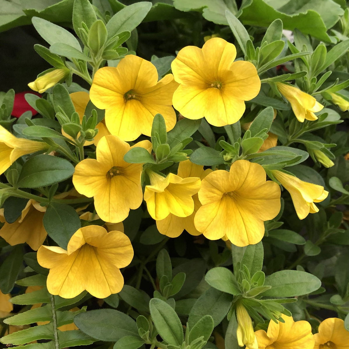 Yellow Calibrachoa Flower seeds for Planting Garden Favorite Heirloom & GMO Free Seeds for Home Garden 
 
 Sale seeds for home garden planting