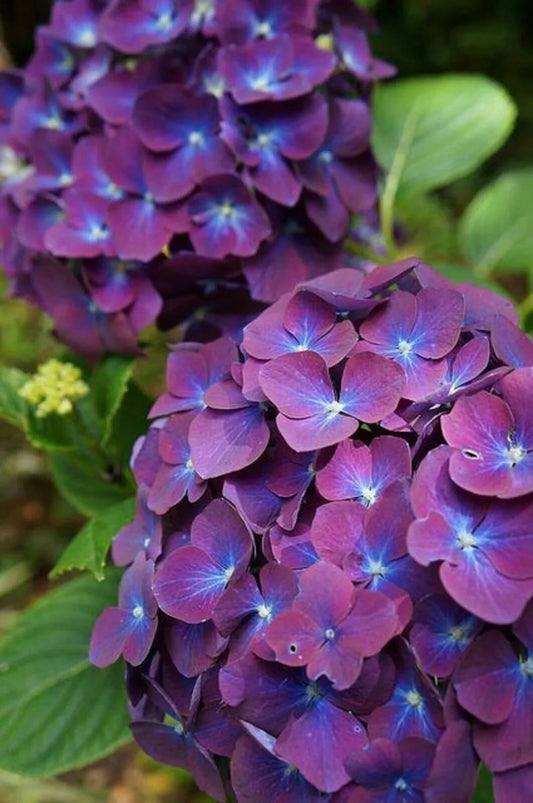 Purple & Dark Blue Hydrangea Flower seeds for Planting - Shade Tolerant, Heirloom & GMO Free Seeds for Home Garden
 
 Sale seeds for planting in home garden