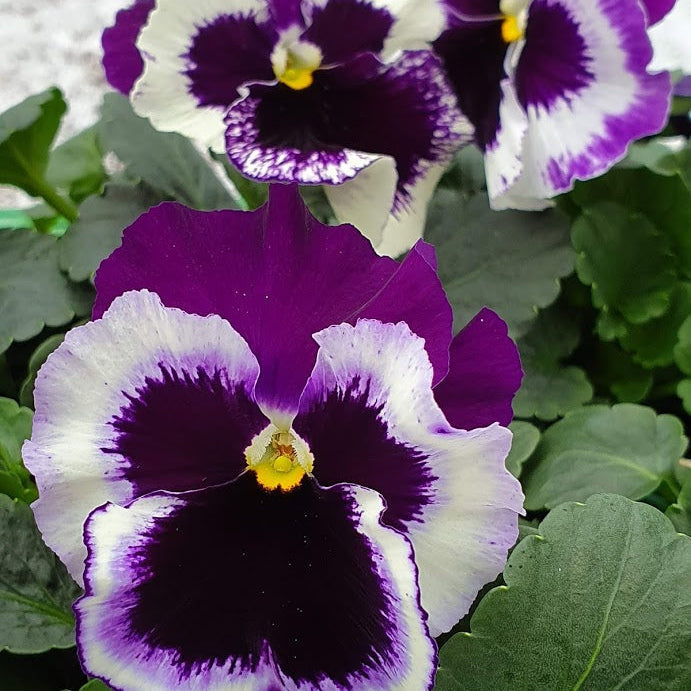 Purple White Pansy Flower seeds for Planting Wildflower Mix Heirloom & GMO Free Seeds for Home Garden 
 
 Sale seeds for home garden planting