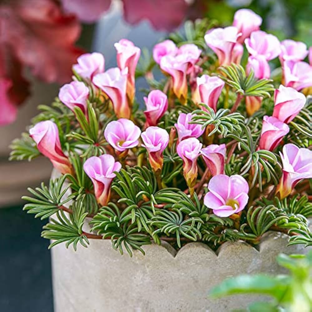 Oxalis Versicolor Flower seeds for Planting Low Maintenance Heirloom & GMO Free Seeds for Home Garden 
 
 Sale seeds for home garden planting