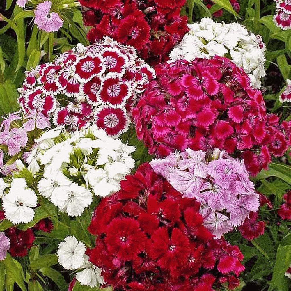 Mixed William Flower seeds for Planting Drought Tolerant Heirloom & GMO Free Seeds for Home Garden 
 
 Sale seeds for home garden planting