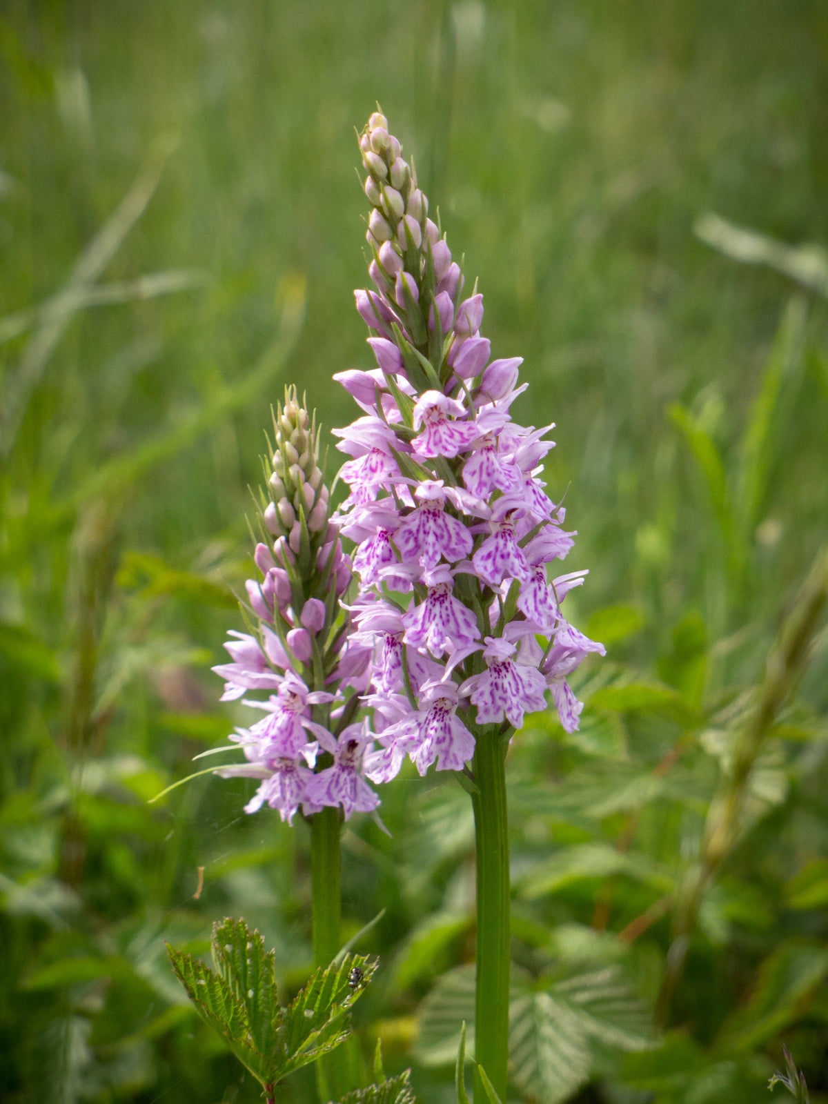 Dactylorhiza Flower seeds for Planting - Low Maintenance, Heirloom & GMO Free Seeds for Home Garden
 
 Sale seeds for planting in home garden