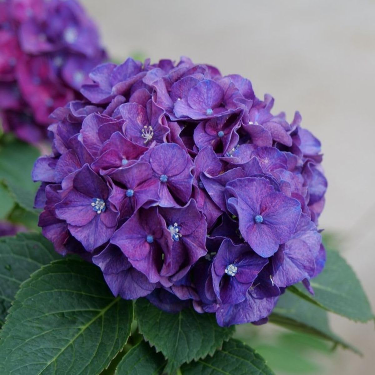 Violet Hydrangea Flower seeds for Planting Low Maintenance Heirloom & GMO Free Seeds for Home Garden 
 
 Sale seeds for home garden planting