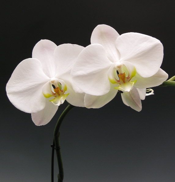 White Butterfly Orchid Flower seeds for Planting Easy to Grow Heirloom & GMO Free Seeds for Home Garden 
 
 Sale seeds for home garden planting