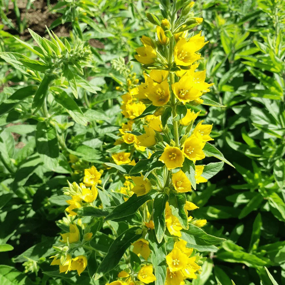 Yellow Lysimachia Punctata Flower seeds for Planting Shade Tolerant Heirloom & GMO Free Seeds for Home Garden
 
 Sale seeds for home garden planting