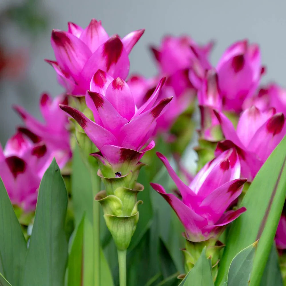 Pink Rhizoma Curcuma Flower seeds for Planting Shade Tolerant Heirloom & GMO Free Seeds for Home Garden 
 
 Sale seeds for home garden planting