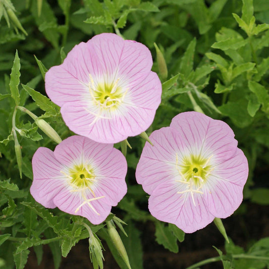 Light Pink Primrose Flower seeds for Planting Sun Loving Heirloom & GMO Free Seeds for Home Garden 
 
 Sale seeds for home garden planting
