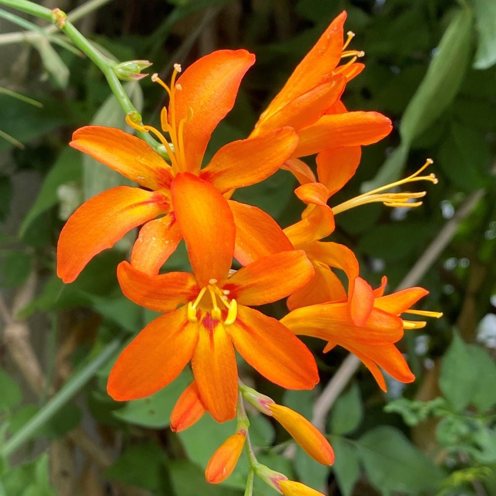 Orange Crocosmia Flower seeds for Planting Cut Flower Favorite Heirloom & GMO Free Seeds for Home Garden 
 
 Sale seeds for home garden planting