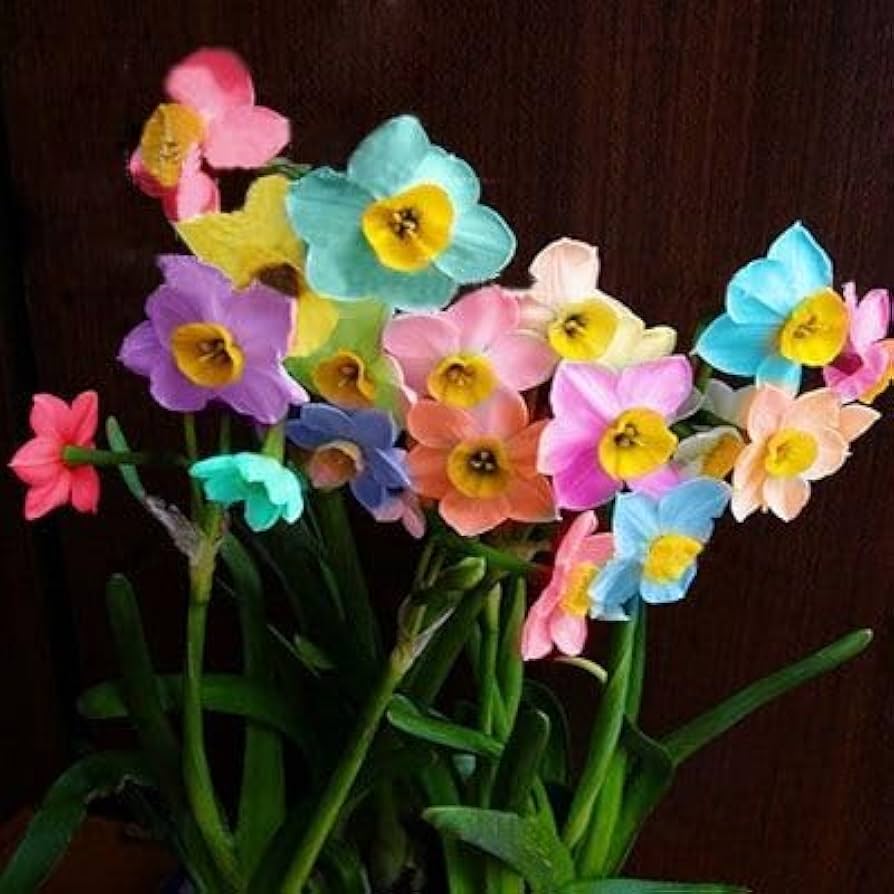 Rainbow Daffodils Flower seeds for Planting Pollinator Friendly Heirloom & GMO Free Seeds for Home Garden 
 
 Sale seeds for home garden planting