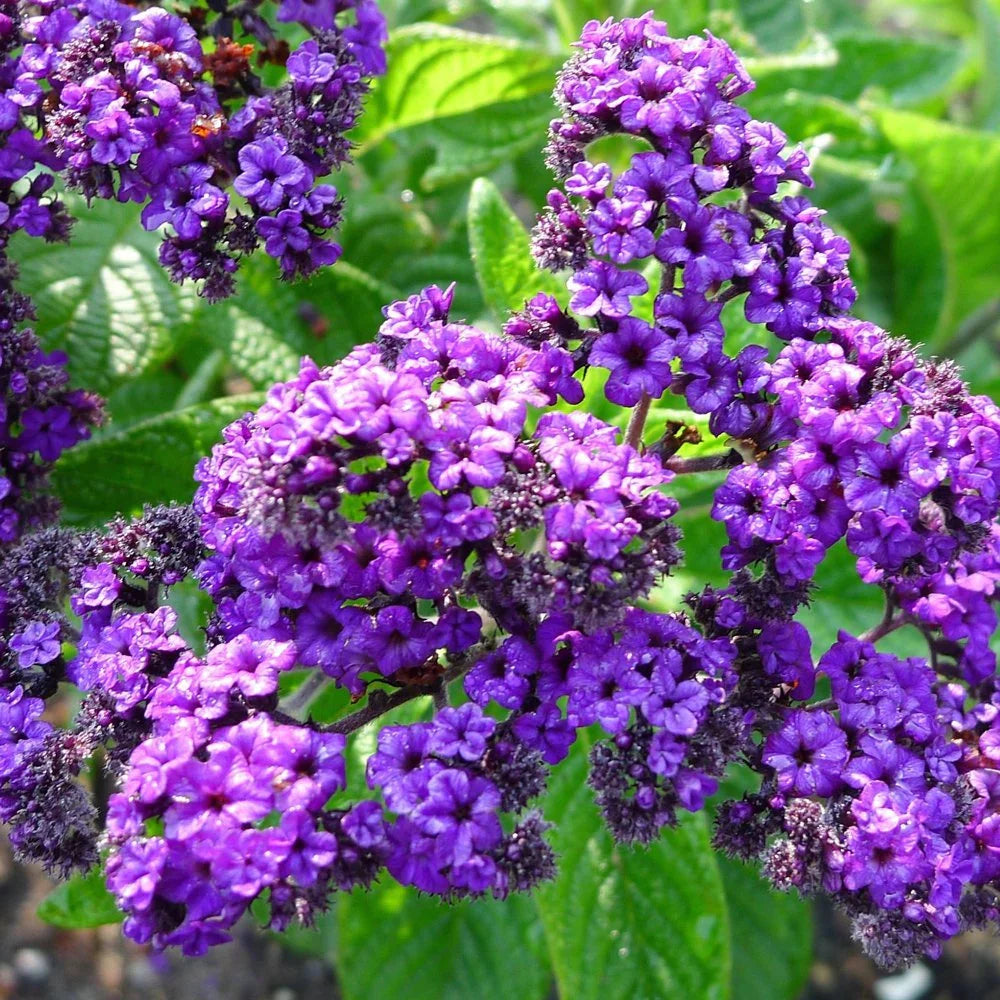 Heliotrope Marine Flower seeds for Planting Perfect for Borders Heirloom & GMO Free Seeds for Home Garden 
 
 Sale for planting in home garden