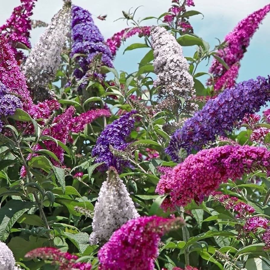Buddleia Trikolore Flower seeds for Planting Premium Quality Heirloom & GMO Free Seeds for Home Garden 
 
 Sale seeds for home garden planting