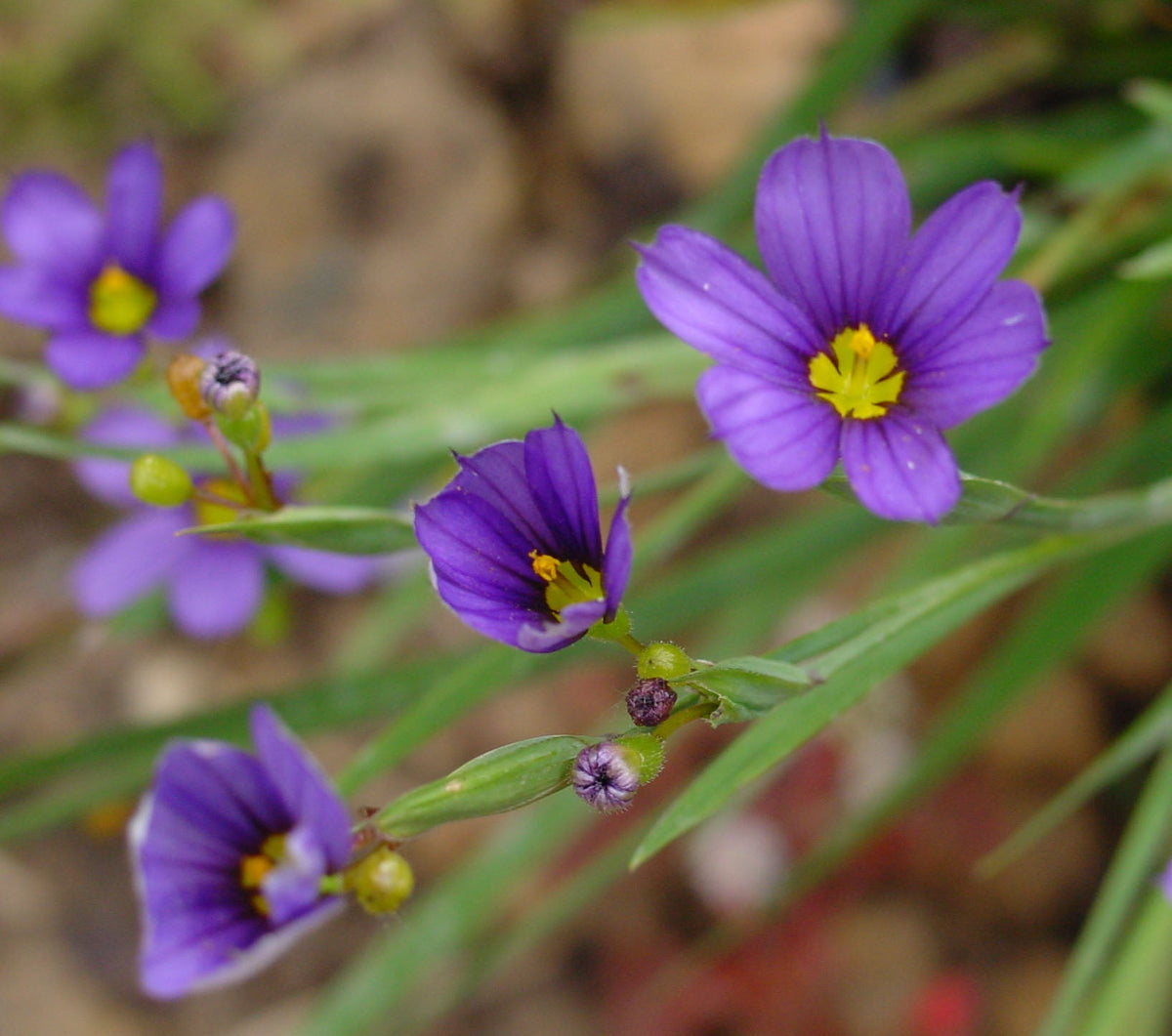 Sisyrinchium Flower seeds for Planting Low Maintenance Heirloom & GMO Free Seeds for Home Garden 
 
 Sale seeds for home garden planting
