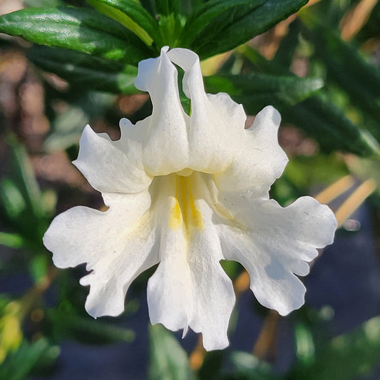 White Mimulus Flower seeds for Planting - Shade Tolerant, Heirloom & GMO Free Seeds for Home Garden
 
 Sale seeds for planting in home garden