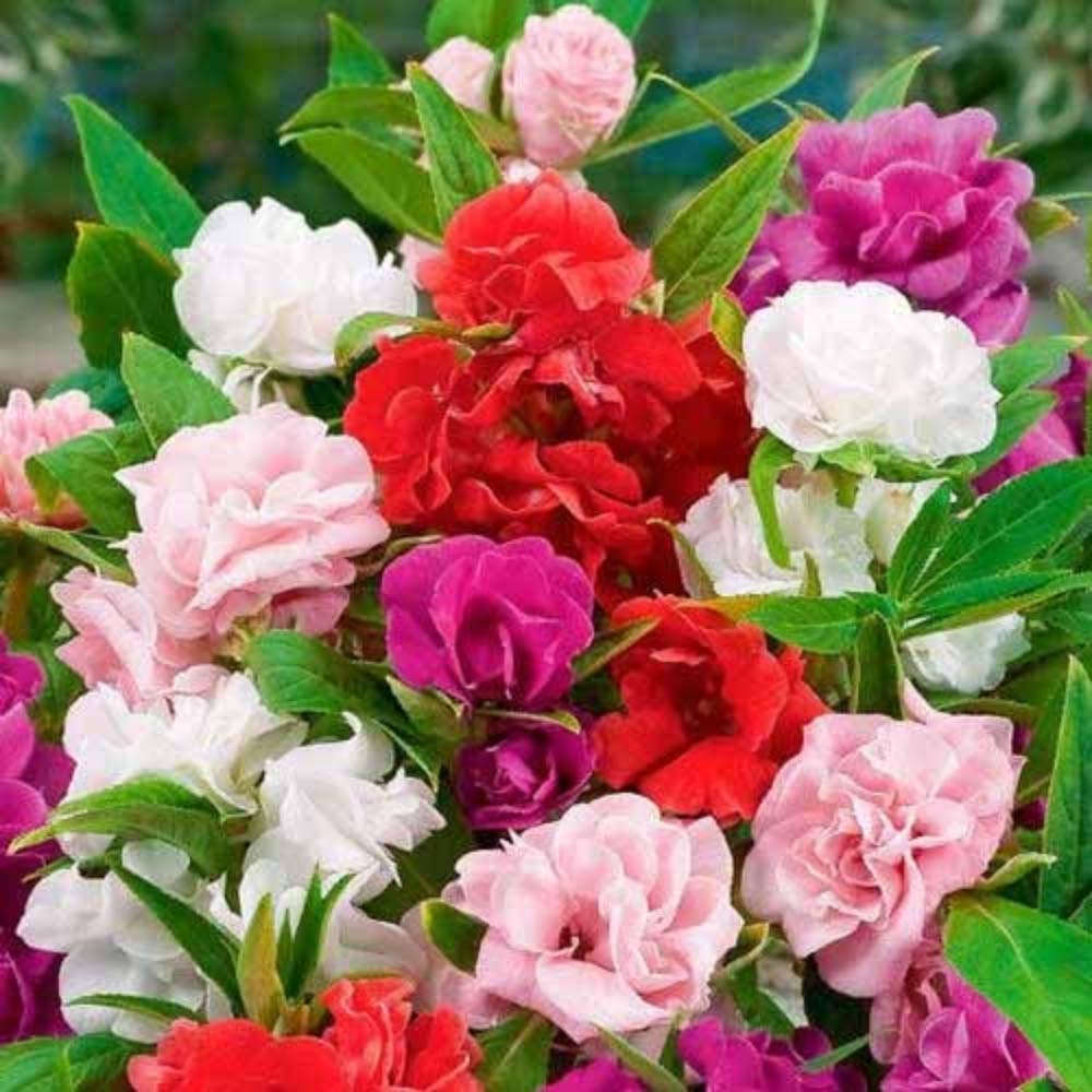 Mixed Impatiens Balsamine Flower seeds for Planting Vibrant Colors Heirloom & GMO Free Seeds for Home Garden 
 
 Sale seeds for home garden planting