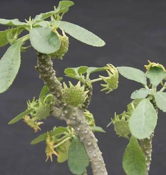 Dorstenia Lavrano Flower seeds for Planting Low Maintenance Heirloom & GMO Free Seeds for Home Garden 
 
 Sale seeds for home garden planting