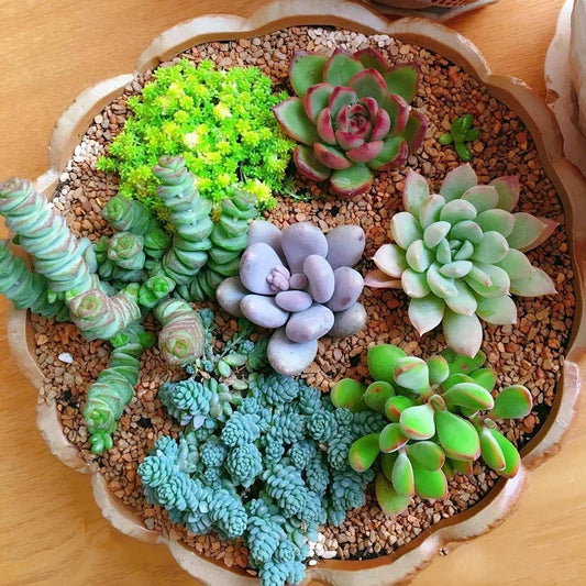 Mixed Echeveria Flower seeds for Planting Fragrant Blossoms Heirloom & GMO Free Seeds for Home Garden 
 
 Sale seeds for home garden planting