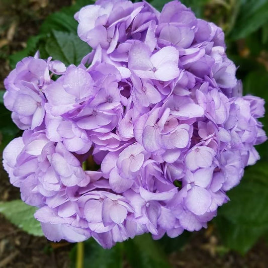 Violet Hydrangea Flower seeds for Planting Bright Blooms Heirloom & GMO Free Seeds for Home Garden
 
 Sale seeds for home garden planting