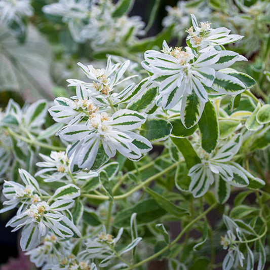 Euphorbia Early Snow White Flower seeds for Planting Drought Tolerant Heirloom & GMO Free Seeds for Home Garden 
 
 Sale seeds for home garden planting