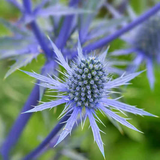 Blue Eryginum Flower seeds for Planting Long Bloom Season Heirloom & GMO Free Seeds for Home Garden
 
 Sale seeds for home garden planting