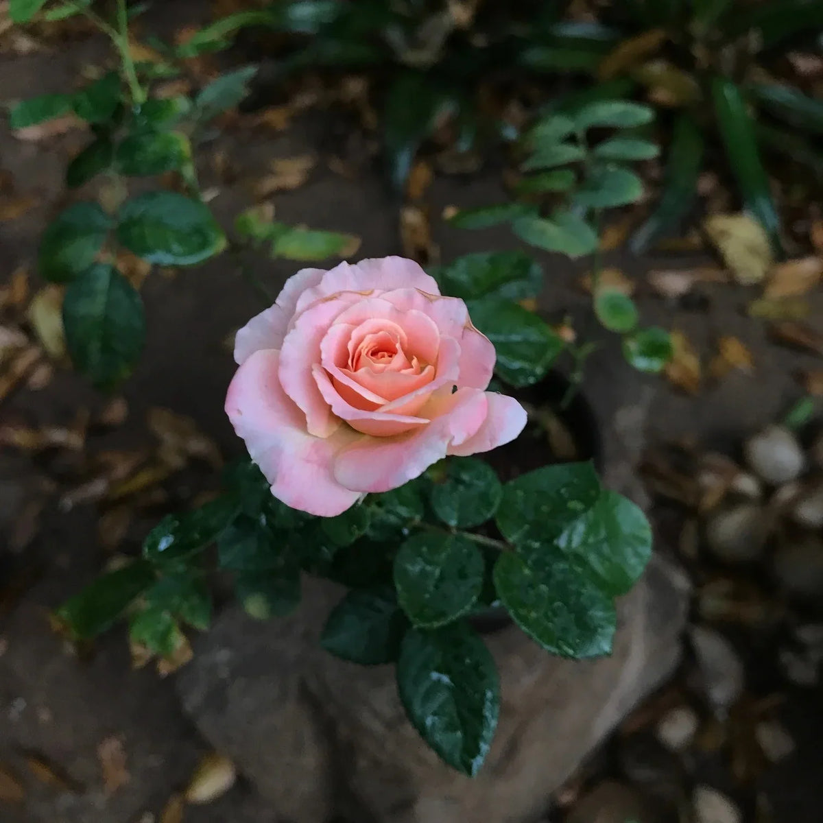 Miniature Rose Flower seeds for Planting Cut Flower Favorite Heirloom & GMO Free Seeds for Home Garden 
 
 Sale seeds for home garden planting