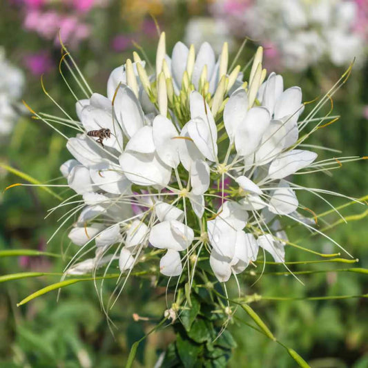 White Cleome Flower seeds for Planting - Long Bloom Season, Heirloom & GMO Free Seeds for Home Garden
 
 Sale for planting in home garden