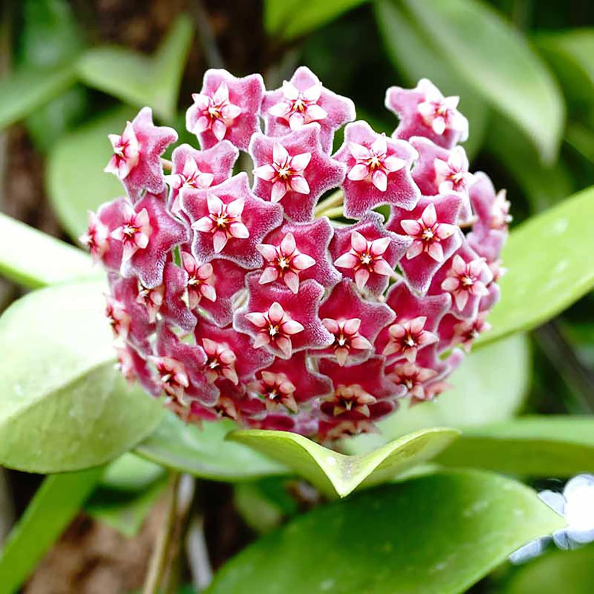 Wax Flower seeds for Planting - Cut Flower Favorite, Heirloom & GMO Free Seeds for Home Garden
 
 Sale for planting in home garden.