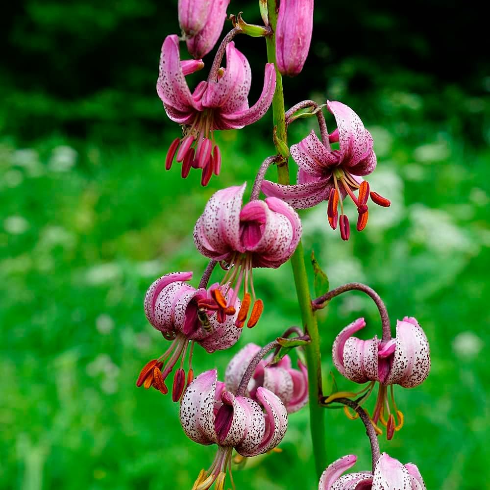 Lilium Martagon Flower seeds for Planting Long Bloom Season Heirloom & GMO Free Seeds for Home Garden 
 
 Sale seeds for home garden planting