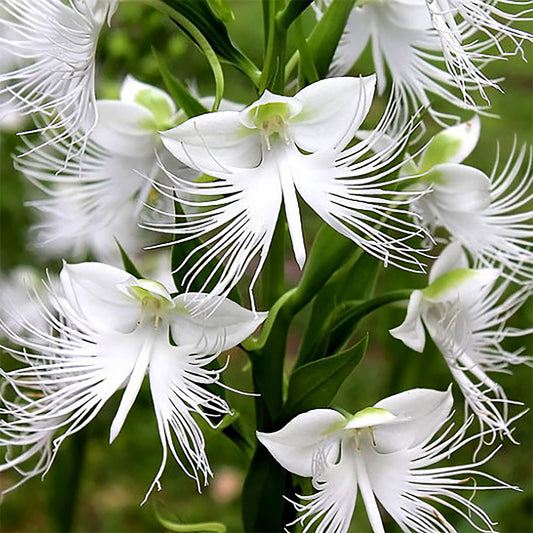 White Radiata Flower seeds for Planting Seasonal Bloomer Heirloom & GMO Free Seeds for Home Garden 
 
 Sale seeds for home garden planting