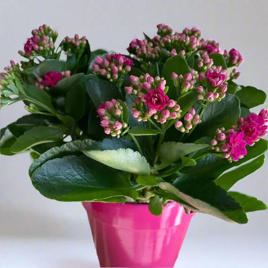 Purple Kalanchoe Flower seeds for Planting Long Bloom Season Heirloom & GMO Free Seeds for Home Garden
 
 Sale seeds for home garden planting