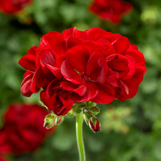 Red Geranium Flower seeds for Planting Vibrant Colors Heirloom & GMO Free Seeds for Home Garden
 
 Sale seeds for home garden planting