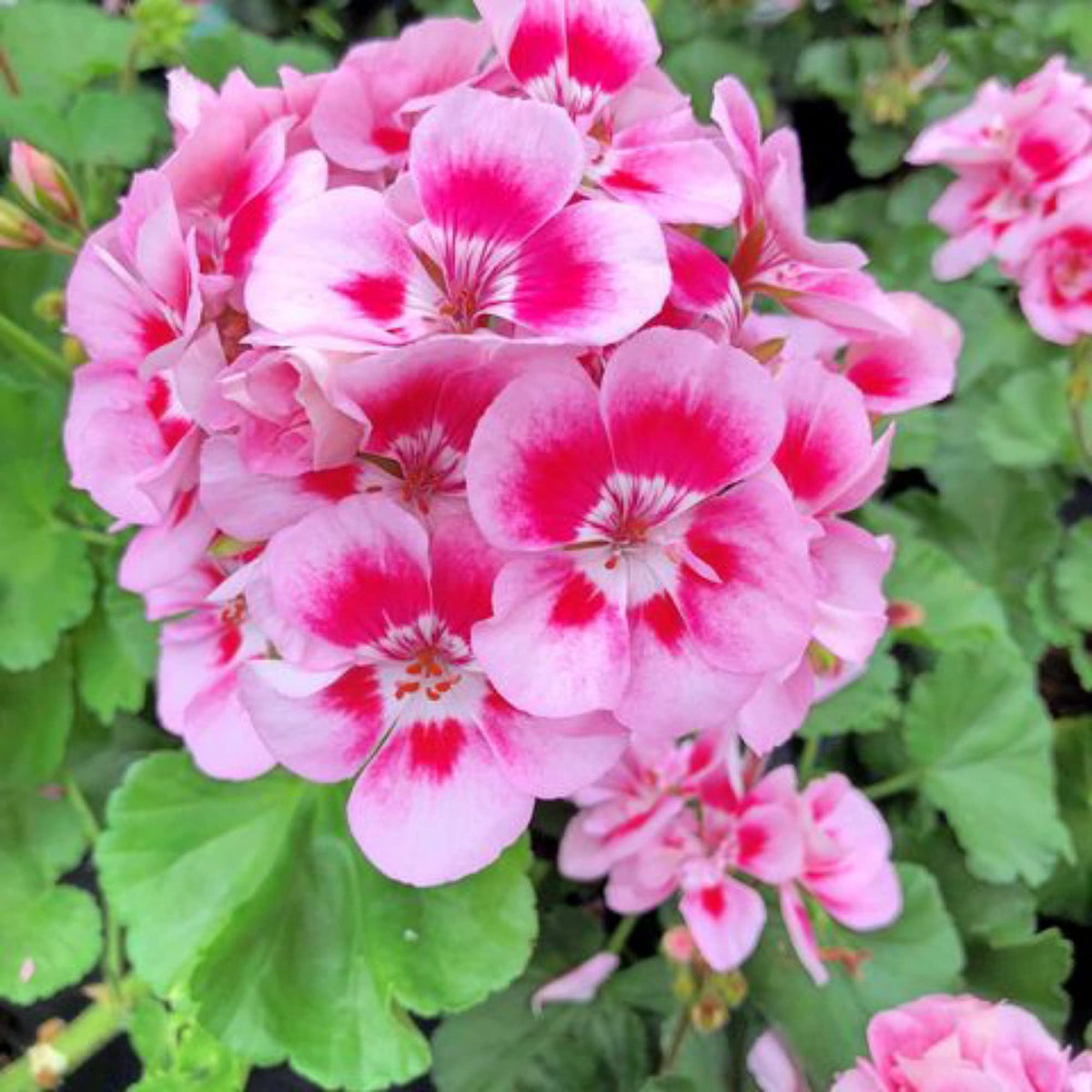 Geranium Pelargonium Flower seeds for Planting Low Maintenance Heirloom & GMO Free Seeds for Home Garden 
 
 Sale seeds for home garden planting
