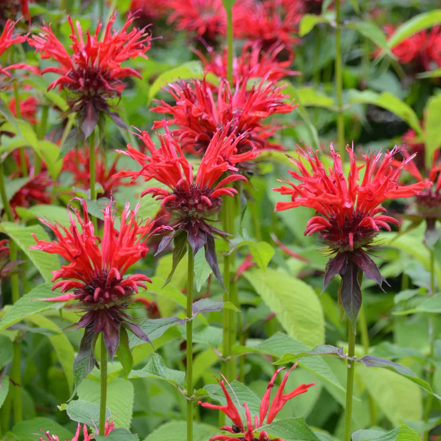 Red Monarda Didyma Flower seeds for Planting Premium Quality Heirloom & GMO Free Seeds for Home Garden 
 
 Sale seeds for home garden planting